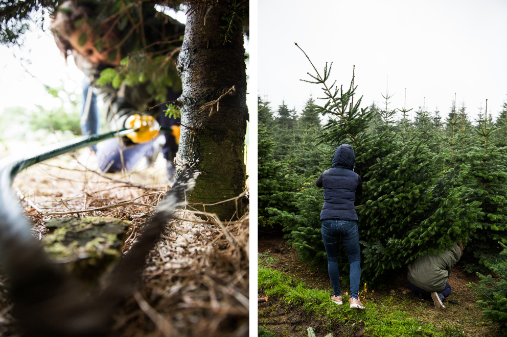 Die Autorin Esther Acason sägt auf „Hof Oelkers“ in der Nähe von Hamburg ihren ersten eigenen Weihnachtsbaum. Die Autorin Esther Acason sägt auf „Hof Oelkers“ in der Nähe von Hamburg ihren ersten eigenen Weihnachtsbaum.