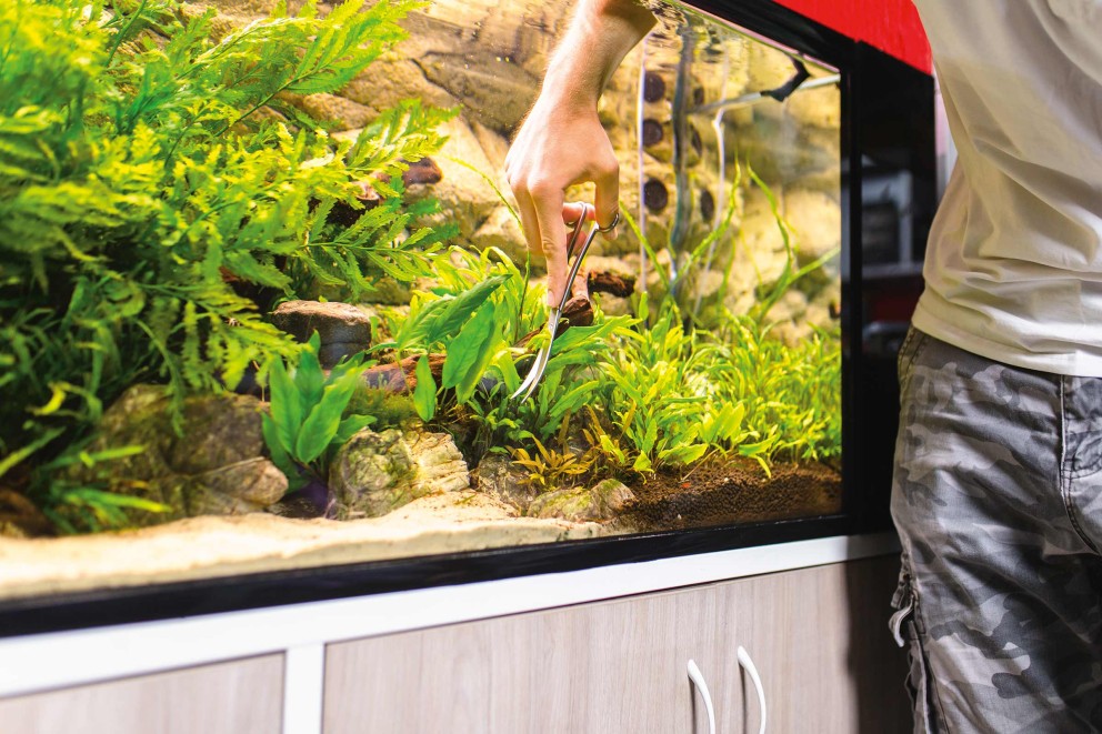aquascaping doing aquascaping doing