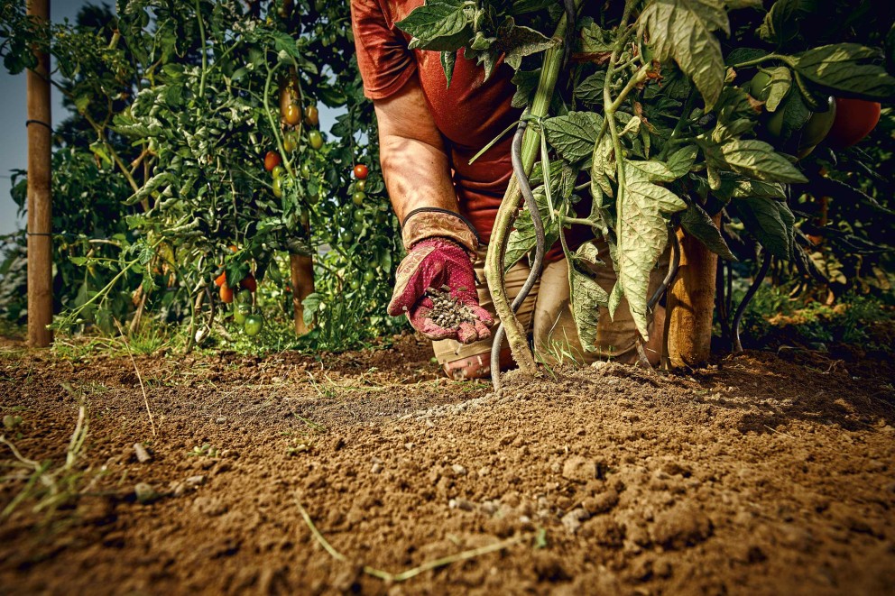 tomaten duengen tomaten duengen