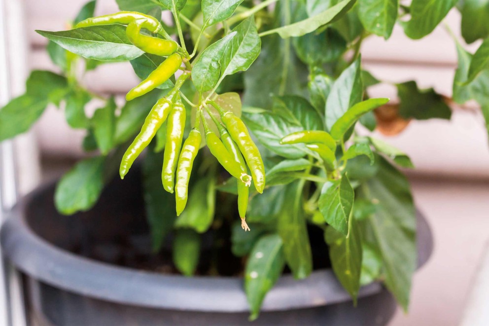 Chili Pflanze im Topf mit grünen Schoten