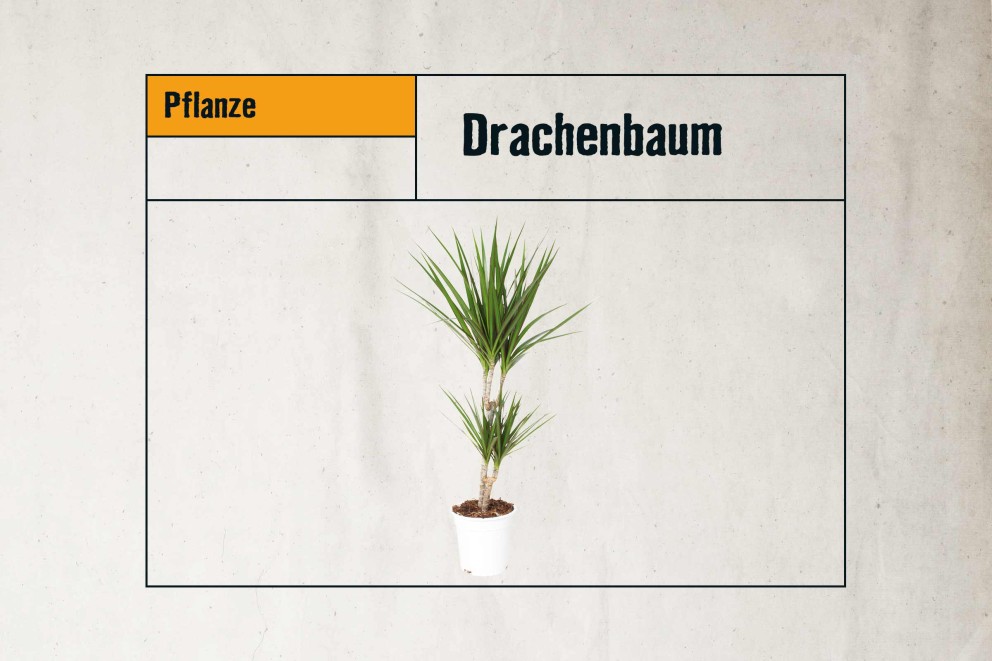 
				pflegeleichte zimmerpflanzen drachenbaum

			