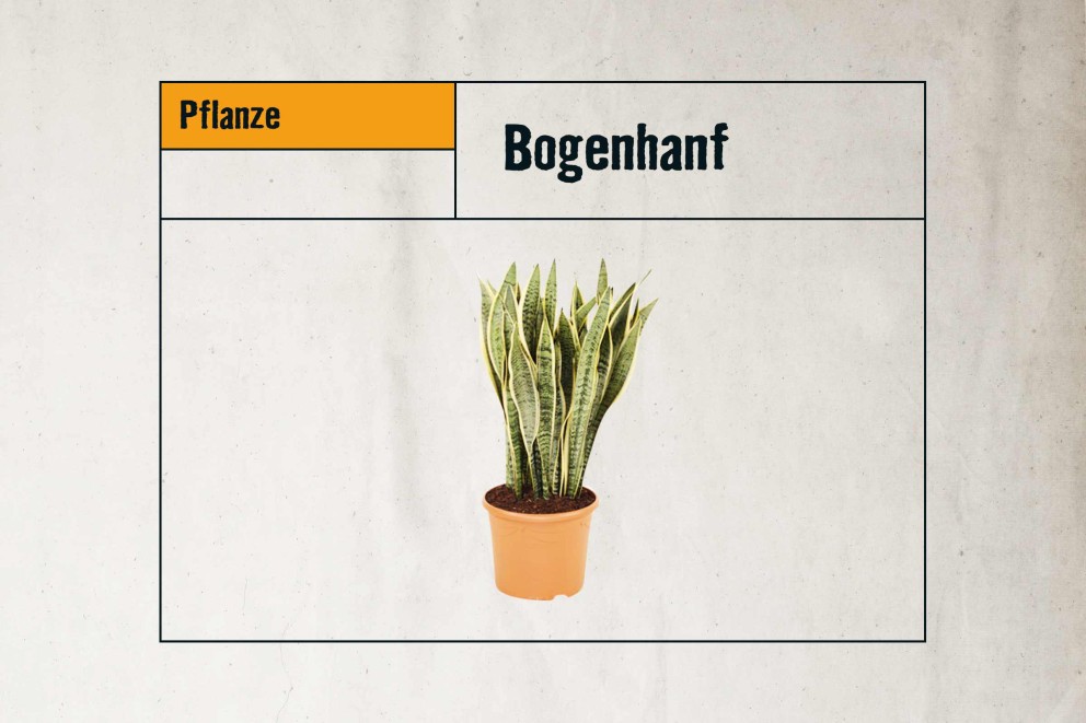 
				pflegeleichte zimmerpflanzen bogenhanf

			