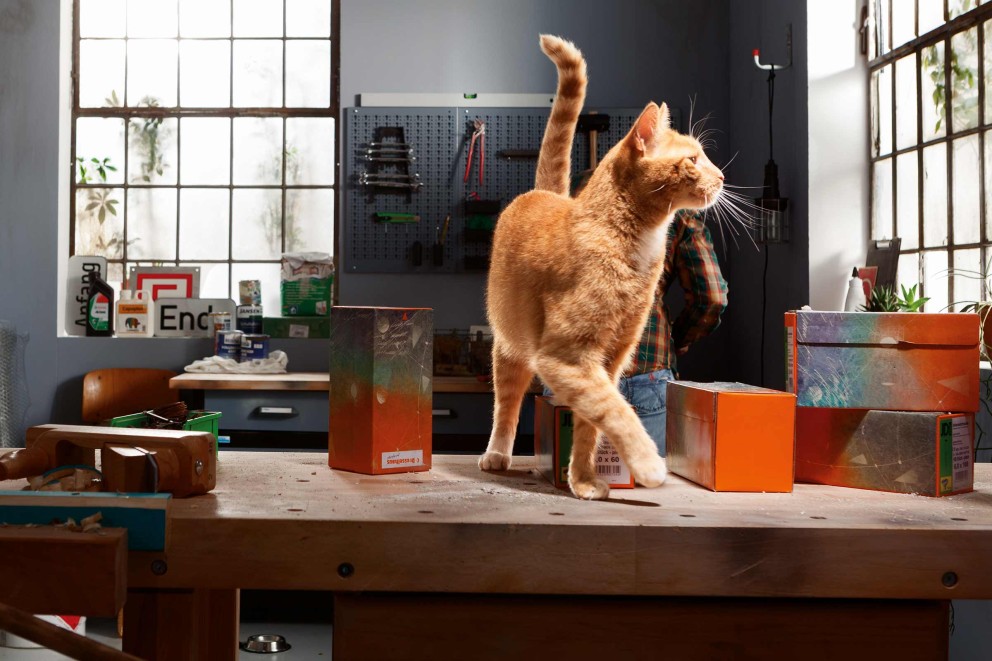 Werkstattszene mit Holzhobelbank, Werkzeugen, Schraubenpackungen und einer verspielten Katze