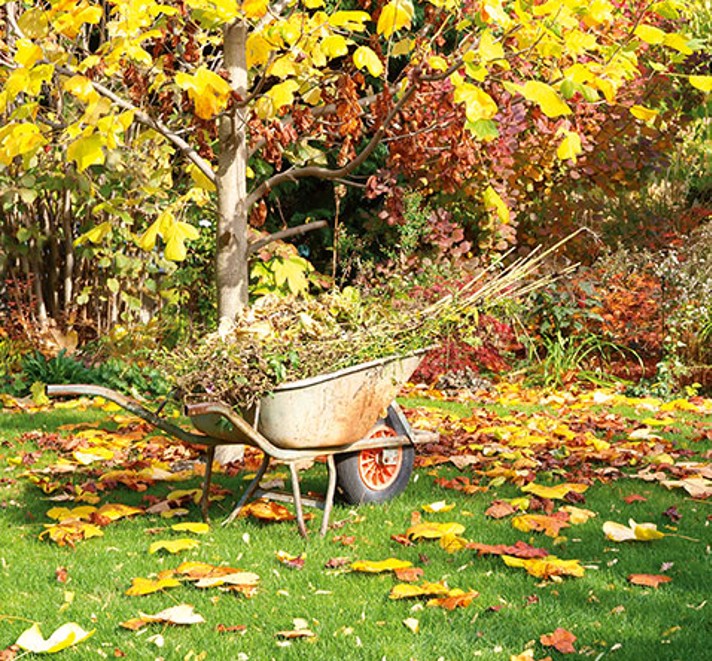 Gartenpflanzen im Herbst 478x444 Gartenpflanzen im Herbst 478x444