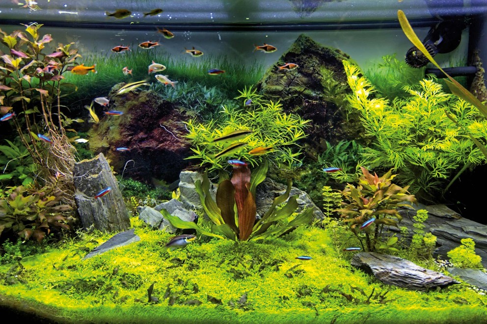 Aquascaping Inspiration Aquascaping Inspiration