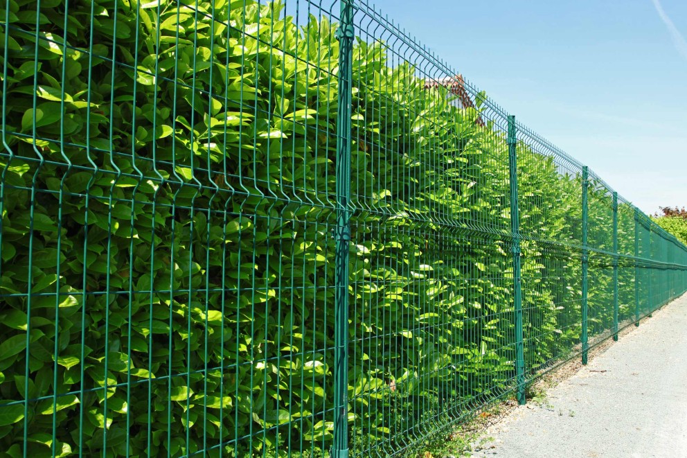 Grüner Doppelstabmattenzaun mit Bepflanzung als Sichtschutz