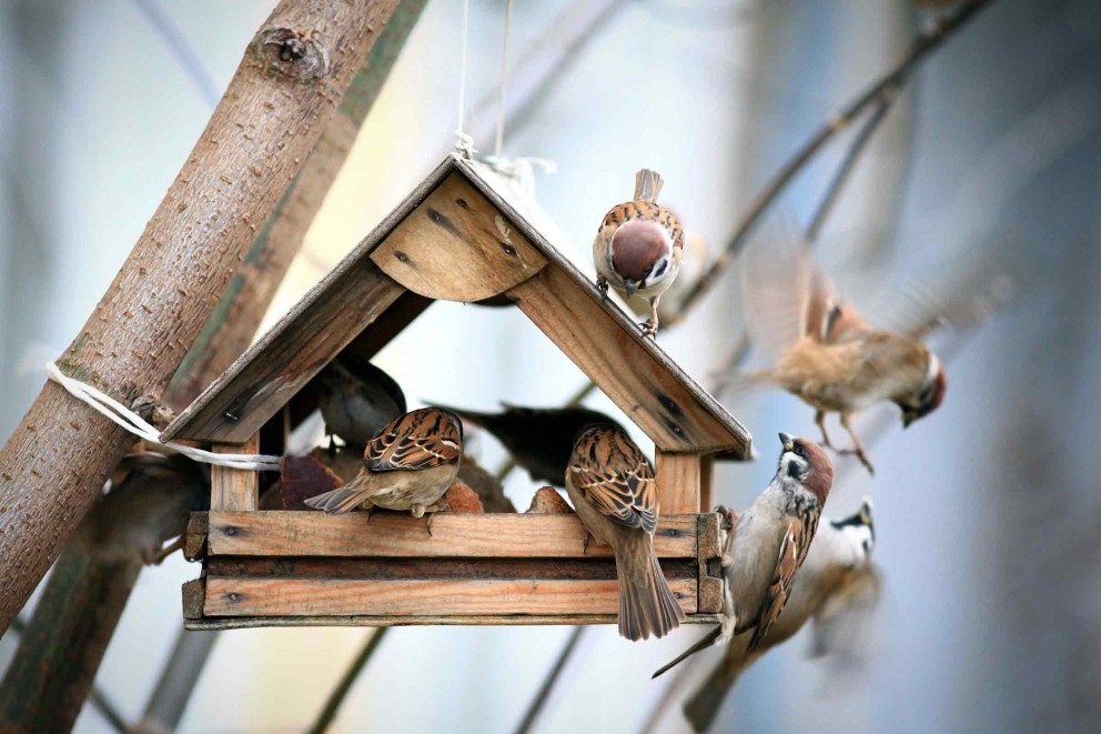tierfreundlicher garten