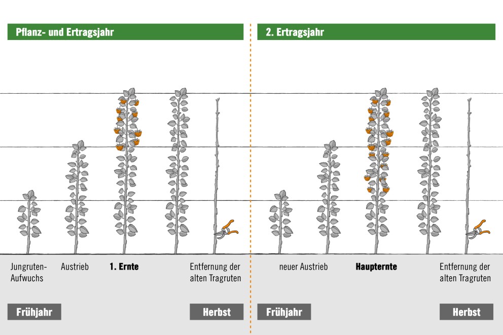 Anbau- und Ertragsjahr Grafik mit Wachstumsschritten von Himbeerpflanzen