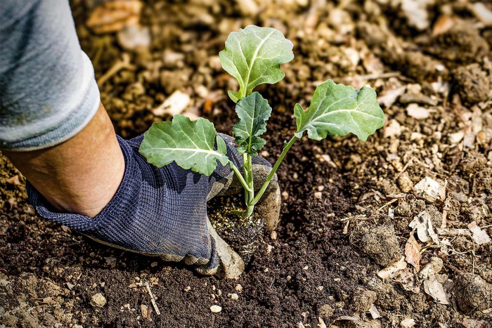 Eine Person pflanzt eine Gemüsepflanze im Garten.