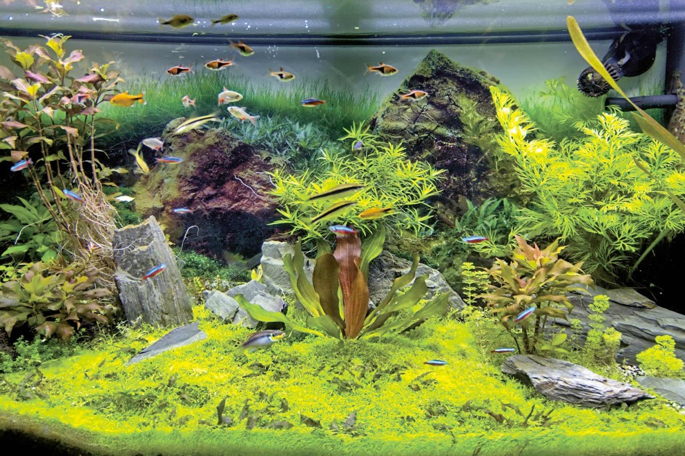 aquascaping allgemein 01 aquascaping allgemein 01