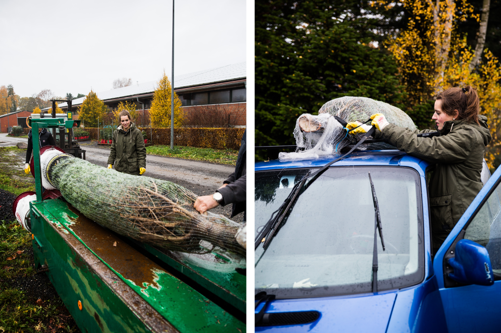 Esther Acason und Angela Oelkers vom „Hof Oelkers“ in Wenzendorf netzen die drei Meter große Nordmanntanne mithilfe der Einnetzmaschine ein und befestigen sie mithilfe von Spanngurten an dem Dachgepäckträger auf dem Auto Dach von Lucas Wahls VW Bulli. Esther Acason und Angela Oelkers vom „Hof Oelkers“ in Wenzendorf netzen die drei Meter große Nordmanntanne mithilfe der Einnetzmaschine ein und befestigen sie mithilfe von Spanngurten an dem Dachgepäckträger auf dem Auto Dach von Lucas Wahls VW Bulli.