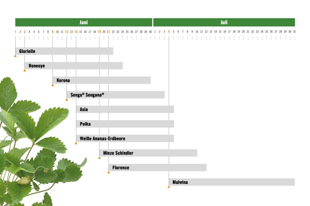 Infografik Ernte Erdbeeren Infografik Ernte Erdbeeren