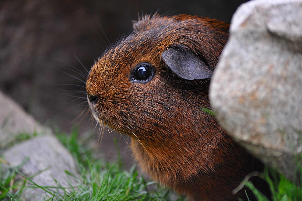 Meerschweinchen Meerschweinchen