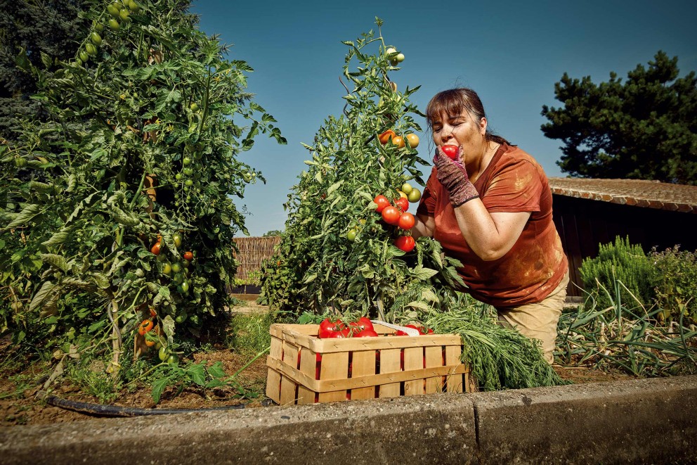 tomaten ernten tomaten ernten