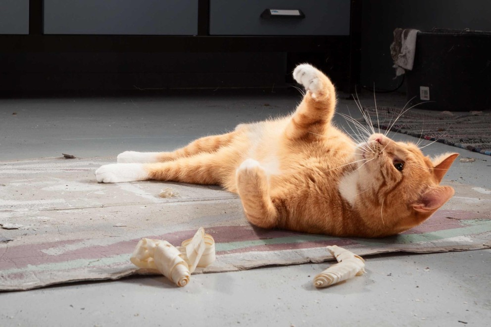 Eine orangefarbene Katze liegt auf dem Rücken auf einem Werkstattboden.