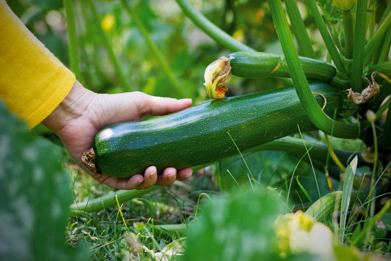 Zucchini pflanzen