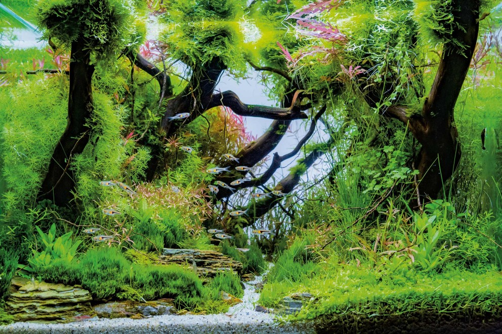 aquascaping softscape aquascaping softscape