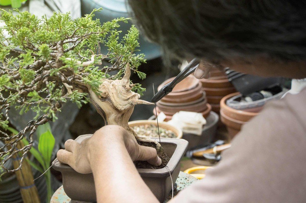 bonsai drahten bonsai drahten
