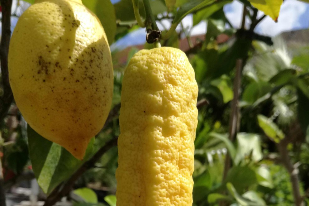 
				Eine runde Zitrone und eine „zweibeinige“ Zitrone im Garten von Alexander Wagner.

			
