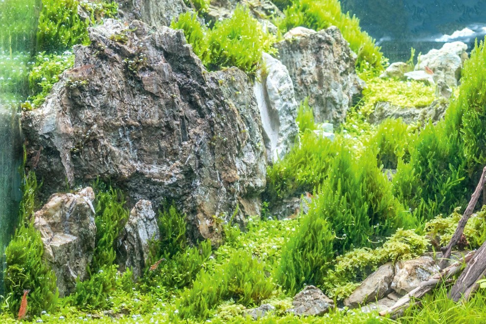 aquascaping iwagumi aquascaping iwagumi