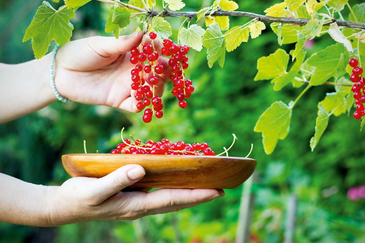 Johannisbeeren pflanzen und schneiden HORNBACH