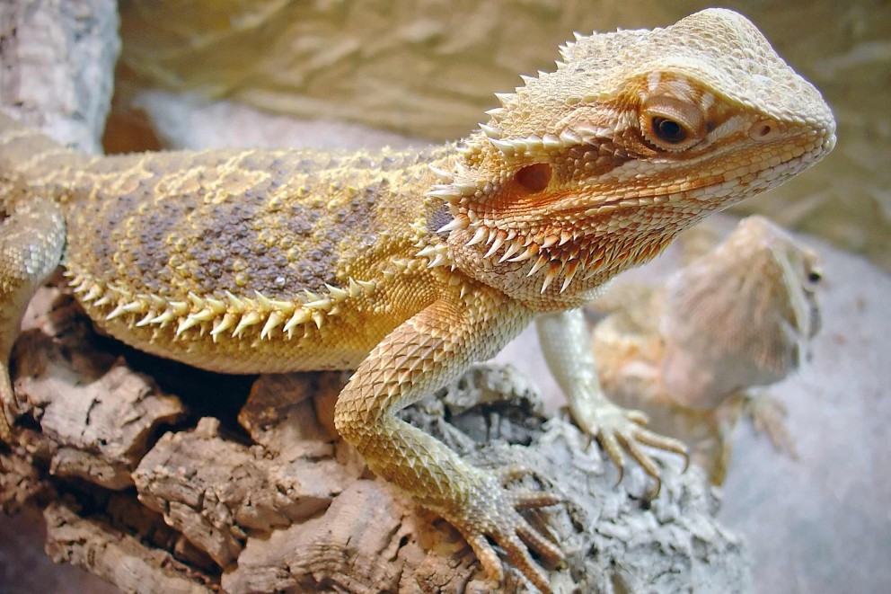 Klima im Terrarium Klima im Terrarium