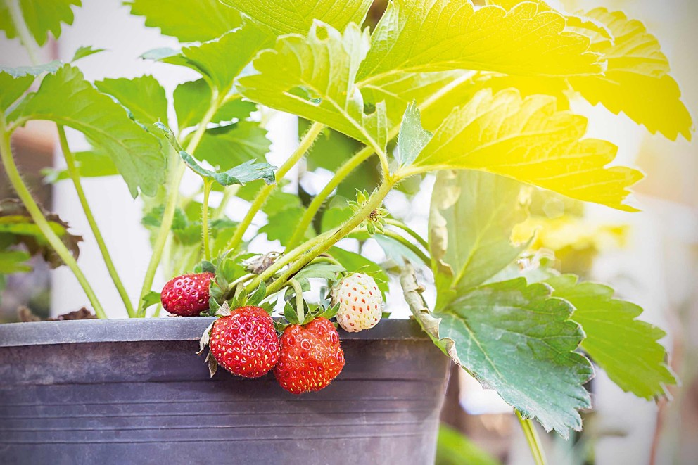 Erdbeeren balkon Erdbeeren balkon