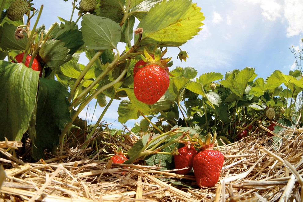 erdbeeren stroh erdbeeren stroh