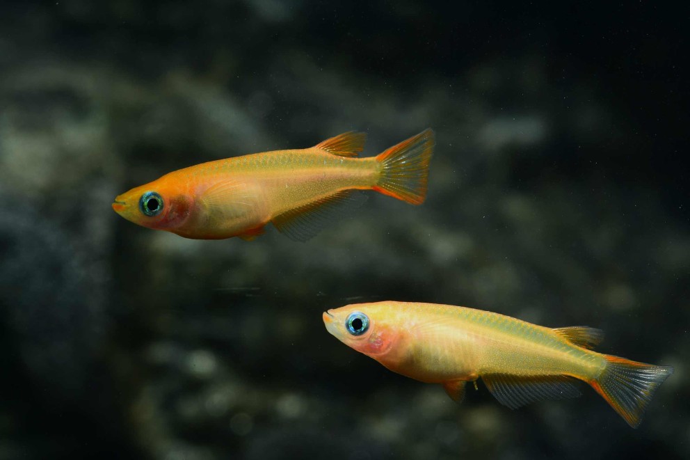 miniteich anlegen fische miniteich anlegen fische