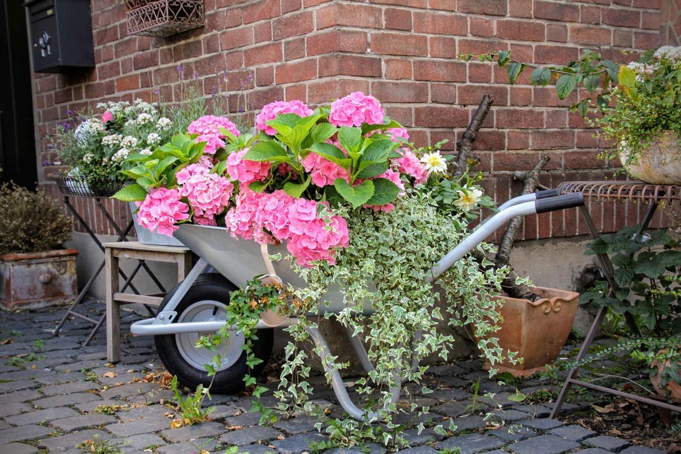 Hortensien Standort Hortensien Standort