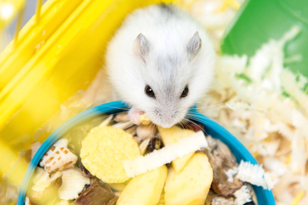 hamster 02 hamster 02