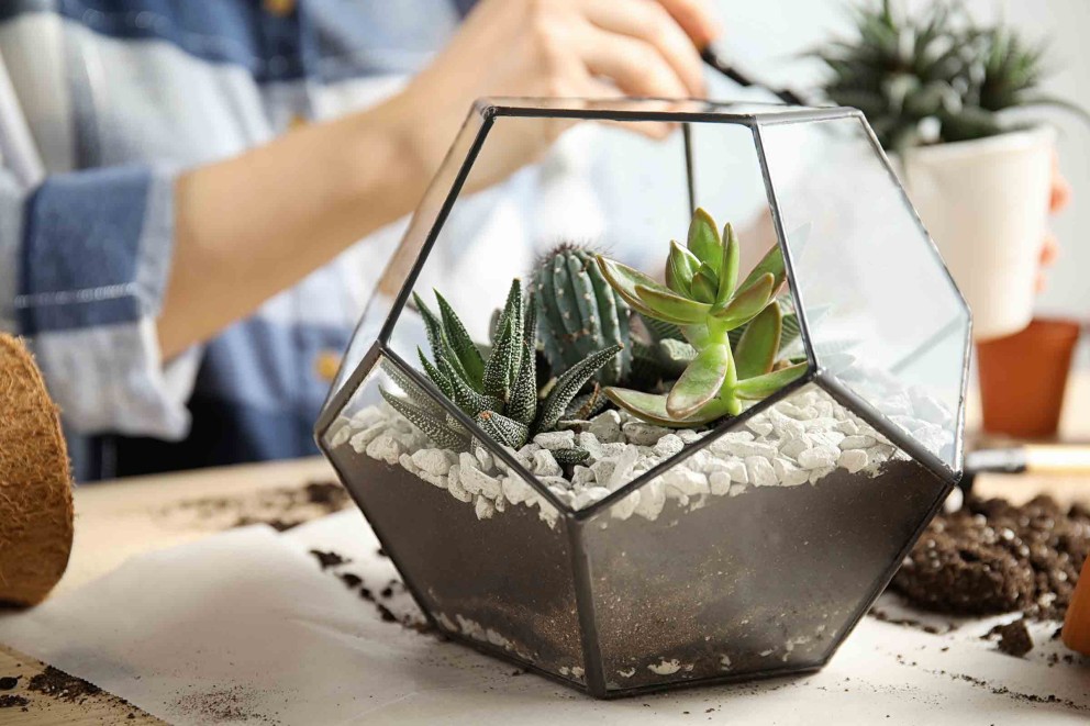 sukkulenten terrarium sukkulenten terrarium