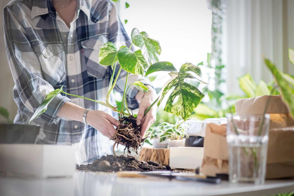 monstera topfen monstera topfen