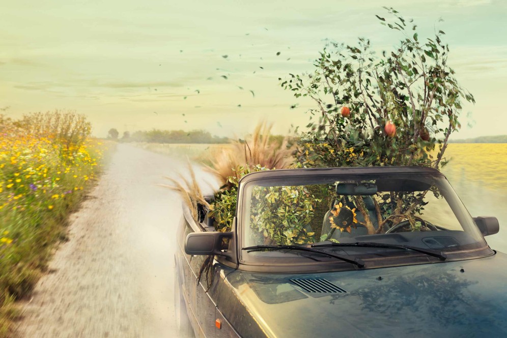 Ein mit Pflanzen und einem kleinen Apfelbaum beladenes Cabriolet fährt über einen Feldweg.