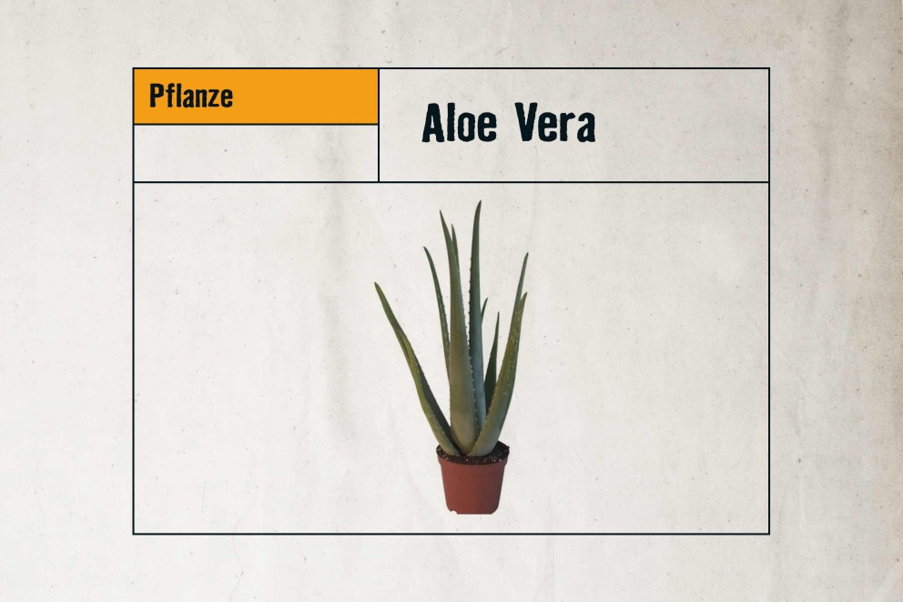 
				pflegeleichte zimmerpflanzen aloe vera

			