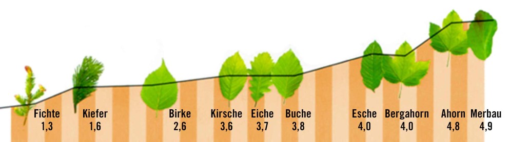 Holzqualitaet und haerte Holzqualitaet und haerte