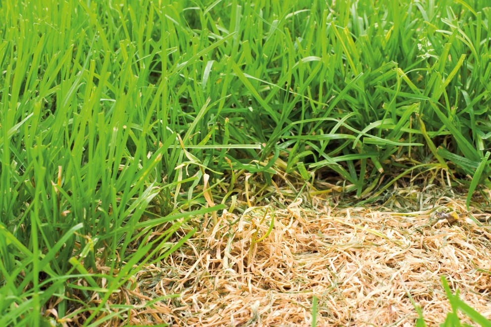 Rasen im Sommer Rasen im Sommer