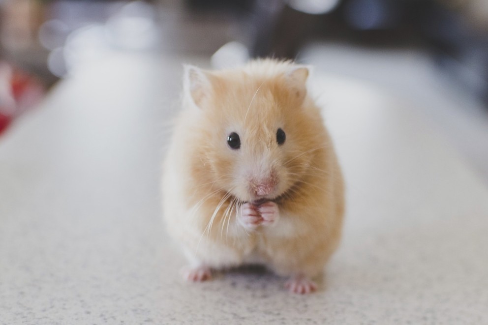 gnagare smadjur husdjur hamster3 1200x800 gnagare smadjur husdjur hamster3 1200x800