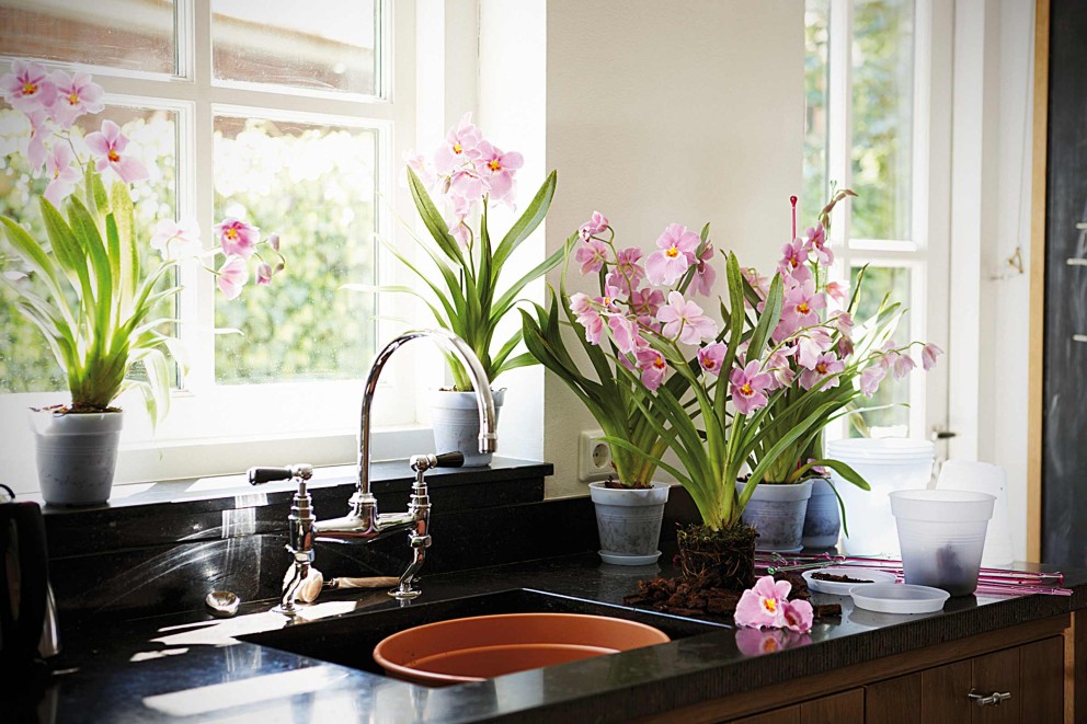 Orchiedee eintopfen Orchiedee eintopfen