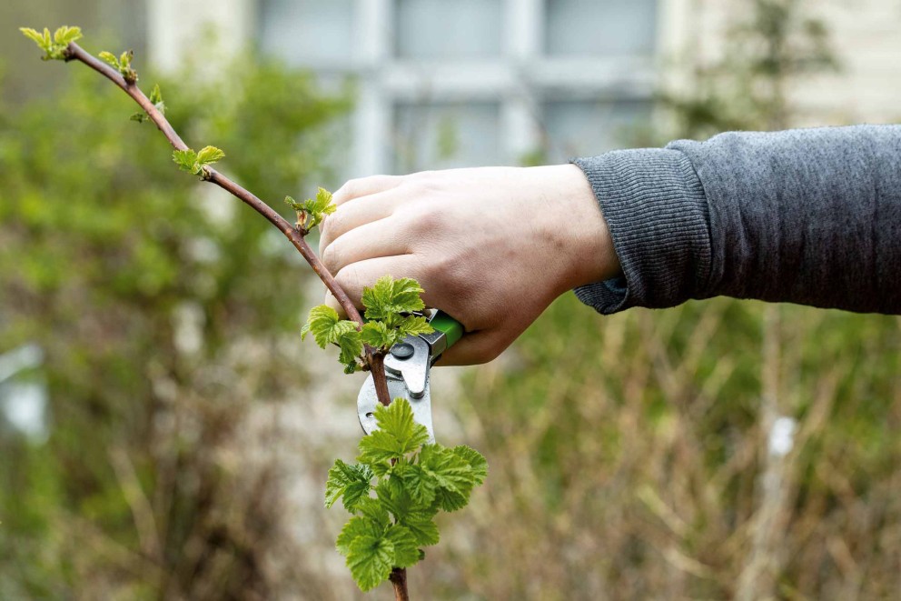 Eine Hand schneidet einen Zweig mit einer Gartenschere