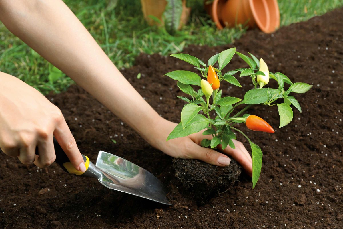 Chili pflanzen HORNBACH
