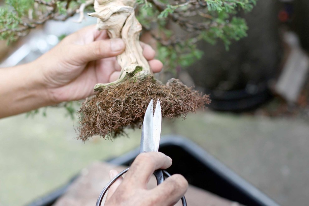 bonsai schneiden bonsai schneiden