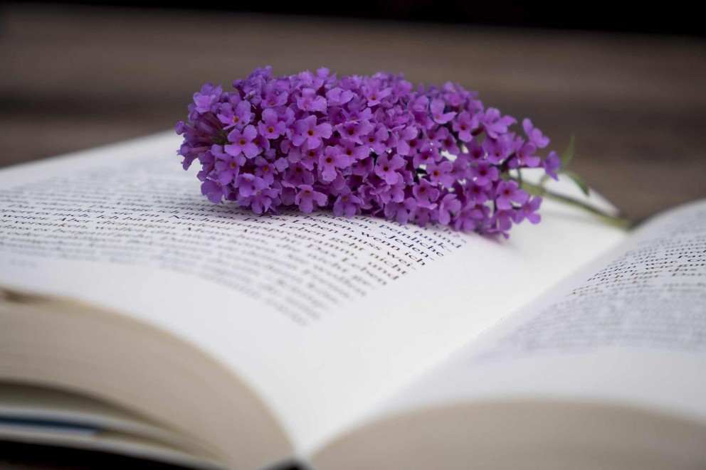 Offenes Buch mit lila Blüte