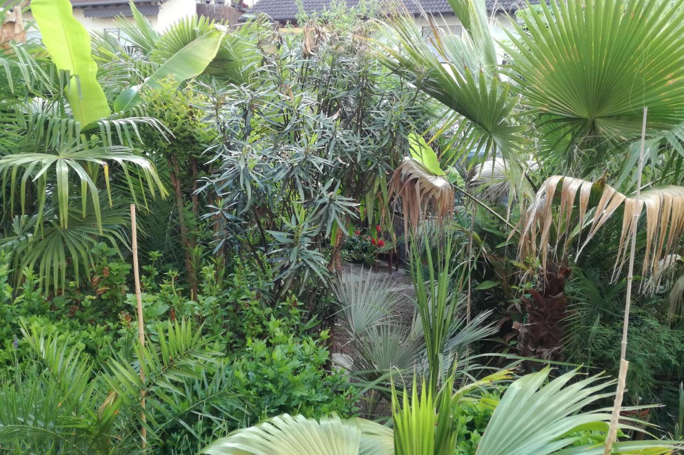 
				Alexander Wagners zugewachsener Garten mit Palmen und anderen exotischen Pflanzen.

			