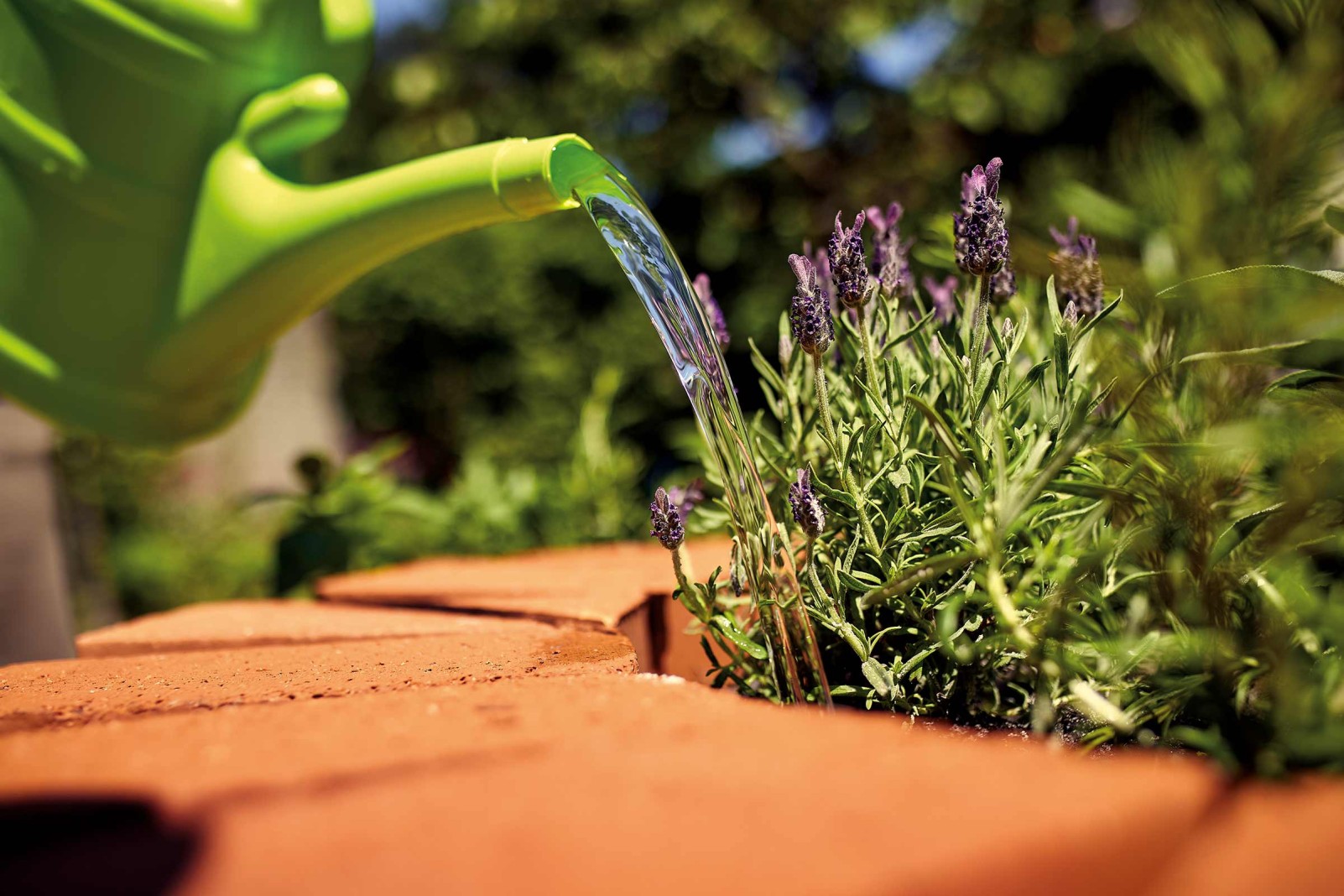 Lavendel pflanzen und pflegen HORNBACH