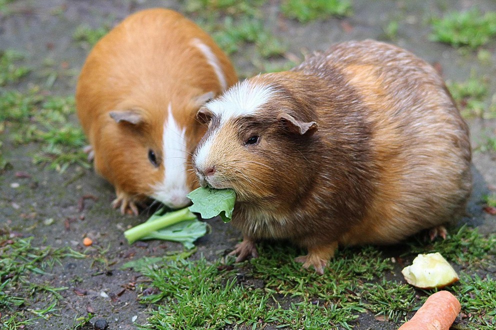 Meerschweinchen richtig füttern Meerschweinchen richtig füttern