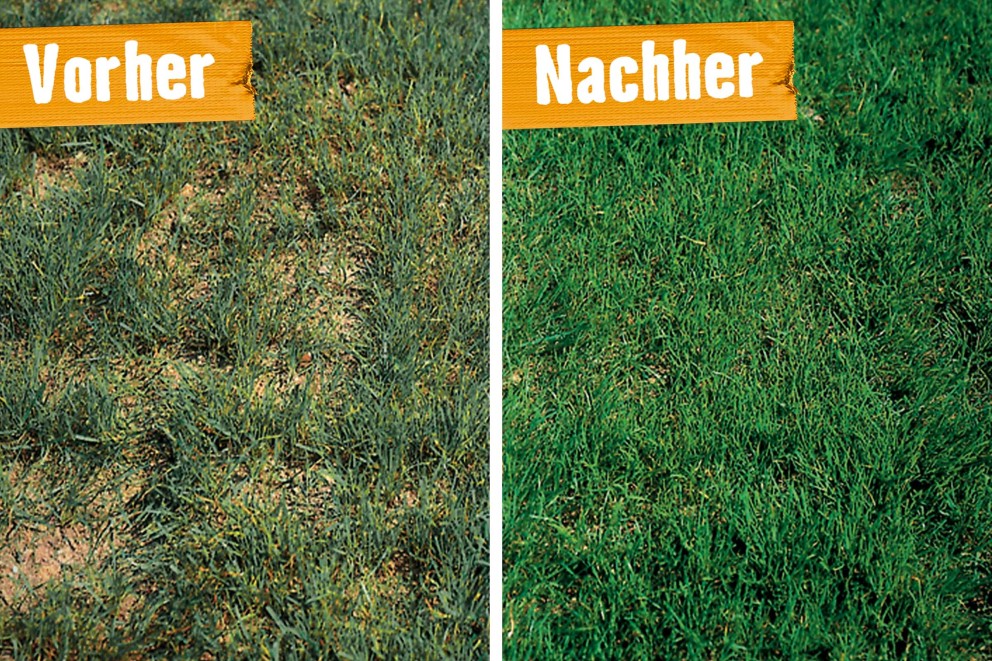 rasen retten vorher nachher rasen retten vorher nachher