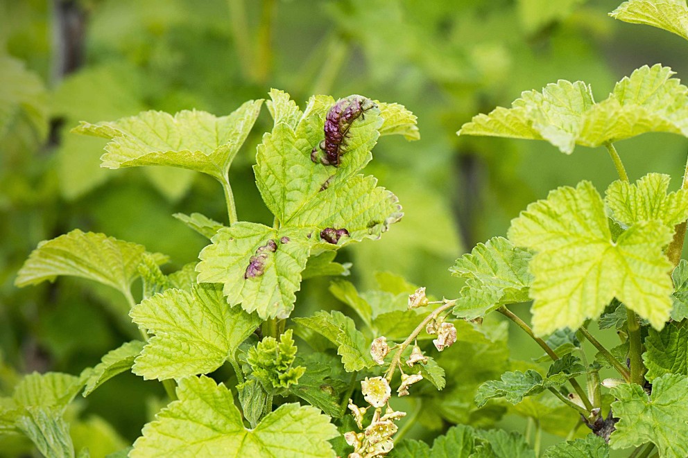 Beerenstraeucher Krankheiten Beerenstraeucher Krankheiten