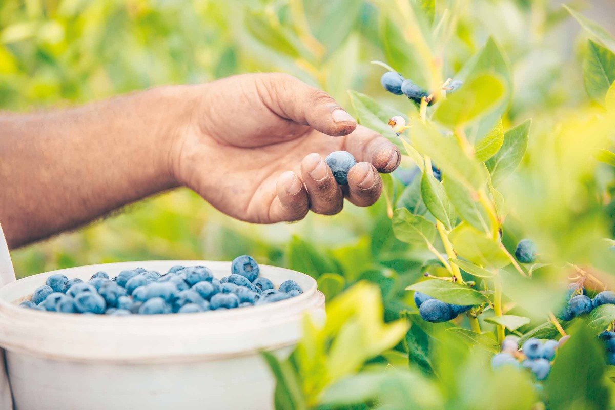 Heidelbeeren pflanzen und schneiden HORNBACH