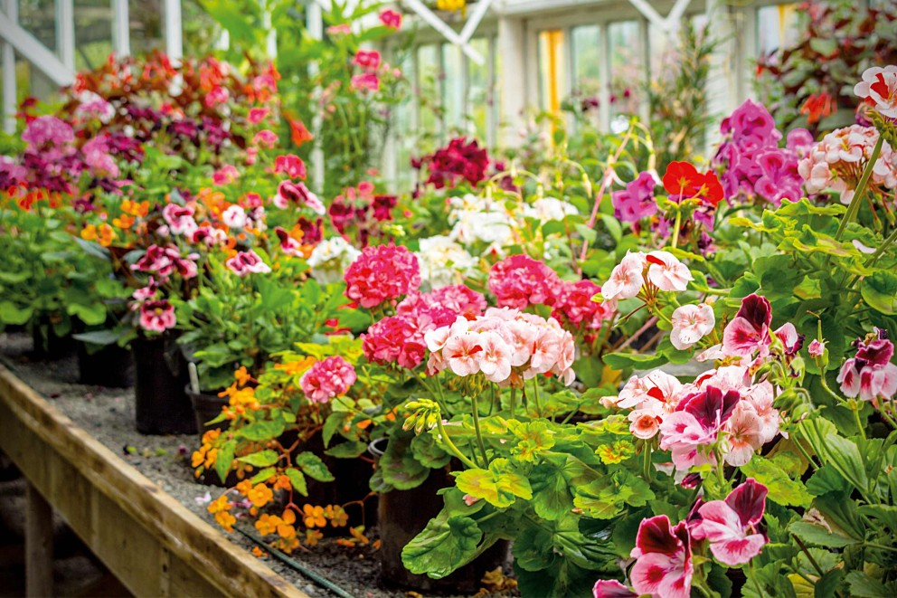 Pelargonien pflegen und überwintern 
